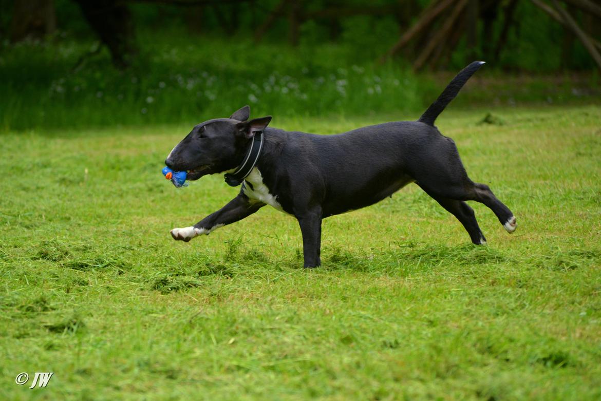 Bullterrier miniature Grethe billede 10