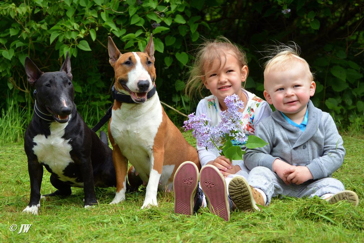 Bullterrier miniature Grethe billede 14