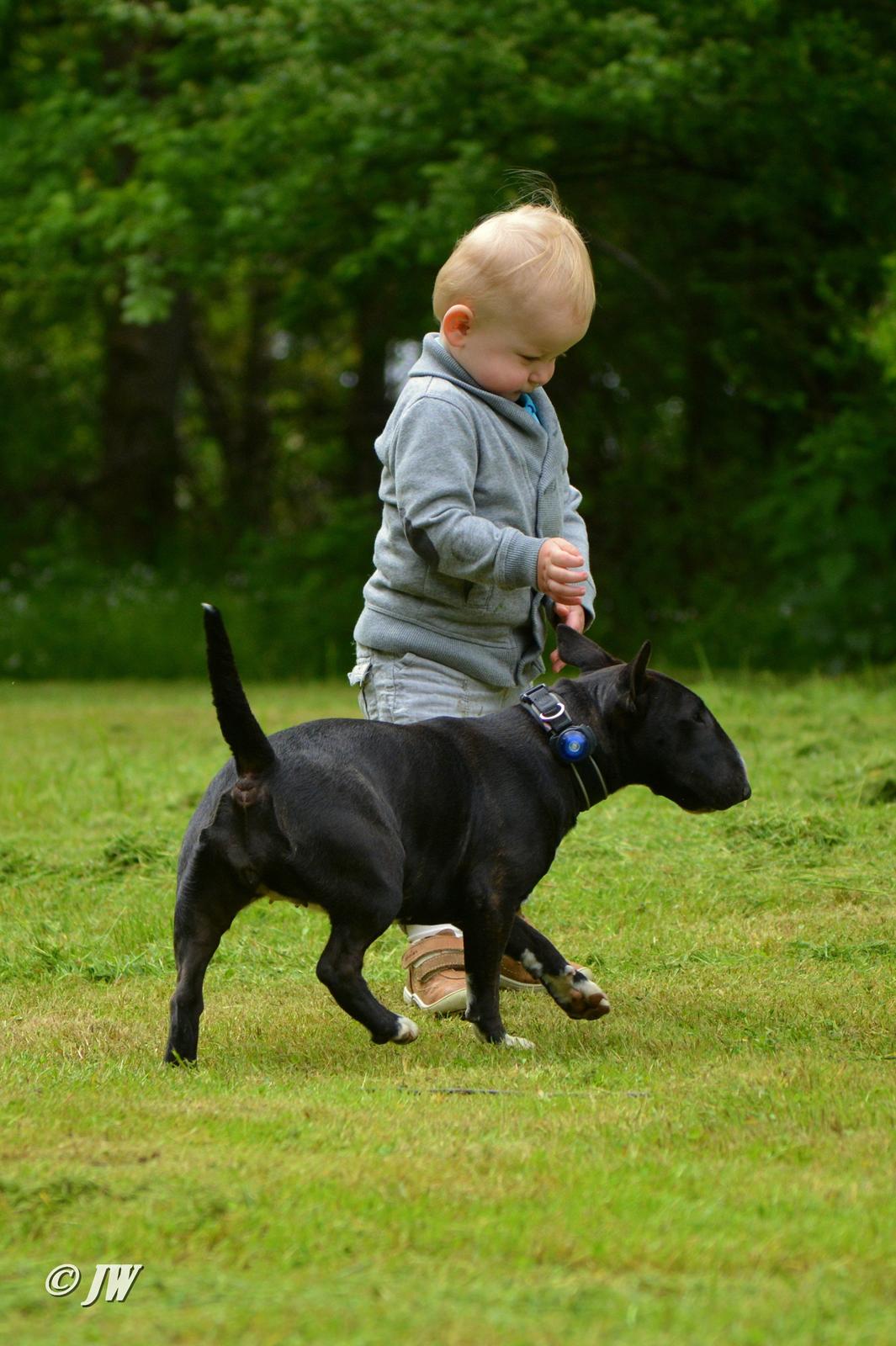 Bullterrier miniature Grethe billede 15