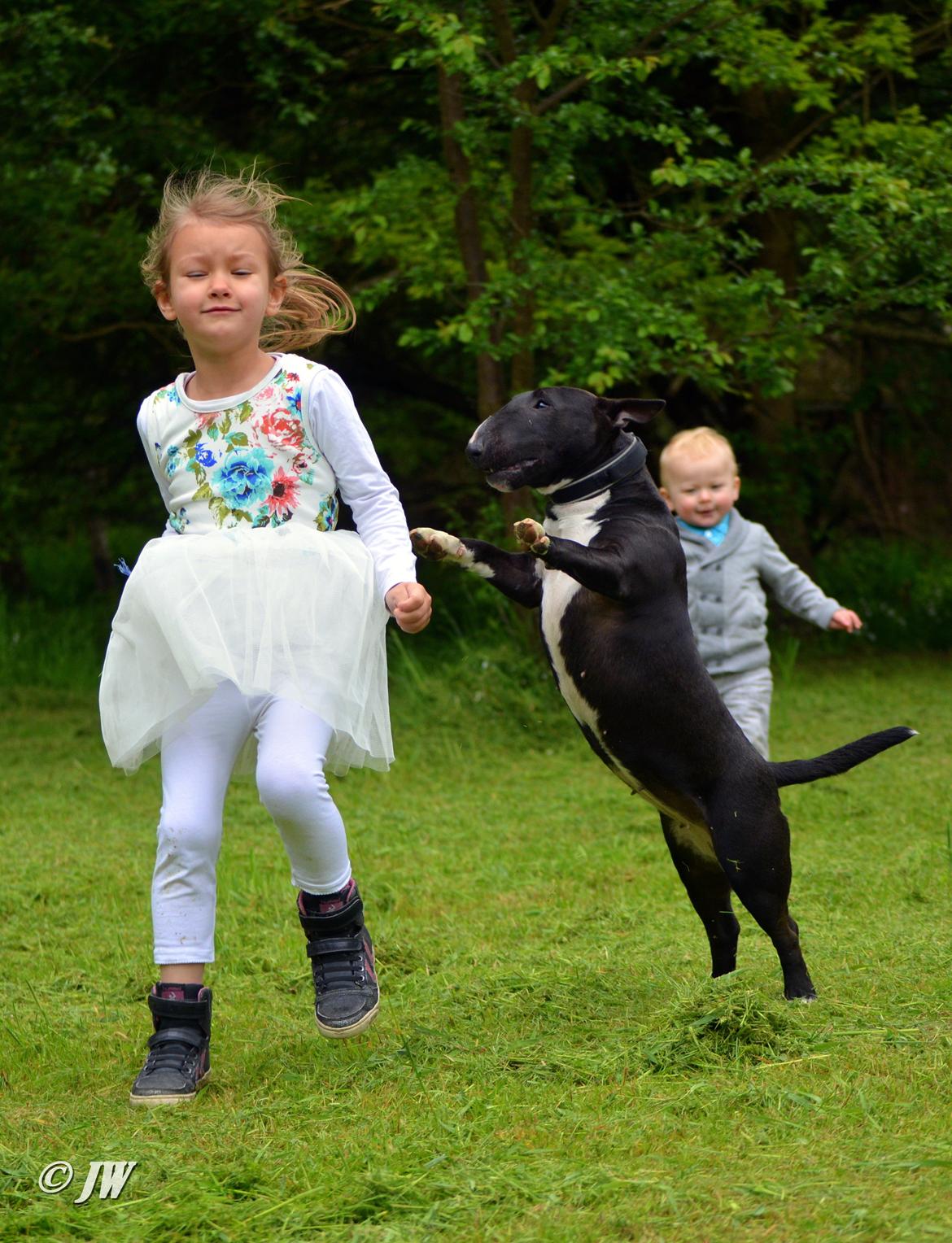 Bullterrier miniature Grethe billede 16