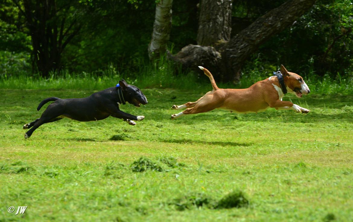 Bullterrier miniature Grethe billede 17