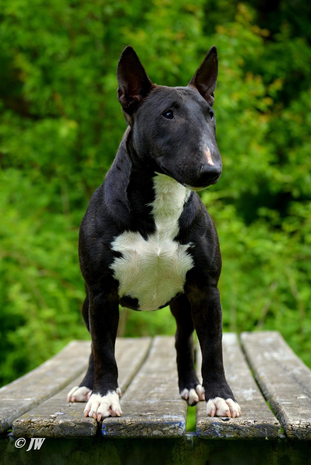 Bullterrier miniature Grethe billede 13