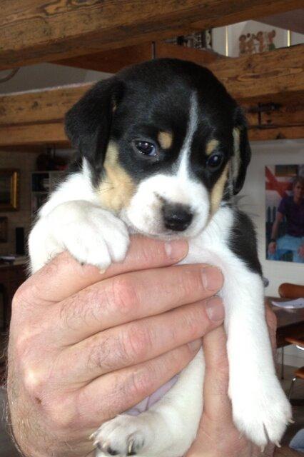 Dansk svensk gaardhund Vaks - Mini-Vaks med kæmpe ører billede 15