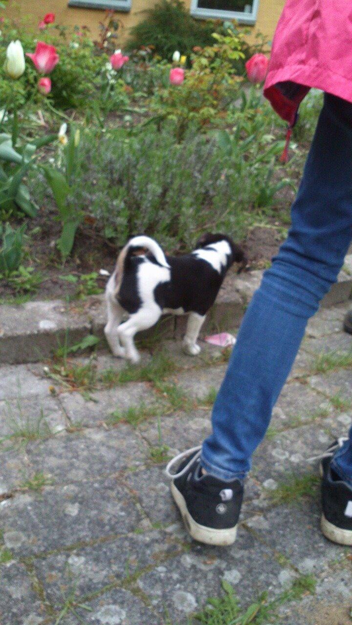 Dansk svensk gaardhund Vaks - Første gang i haven<3 <3 <3 billede 13