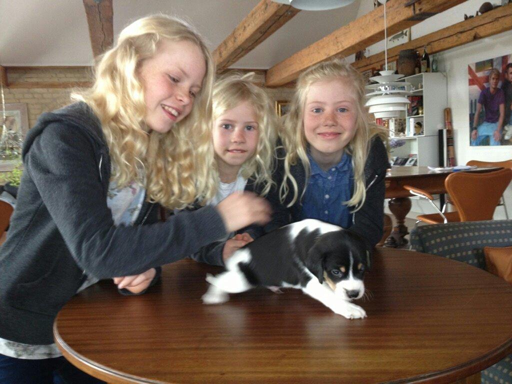 Dansk svensk gaardhund Vaks - Vi er så glade for ham <3 <3 <3 :) :) :) billede 14