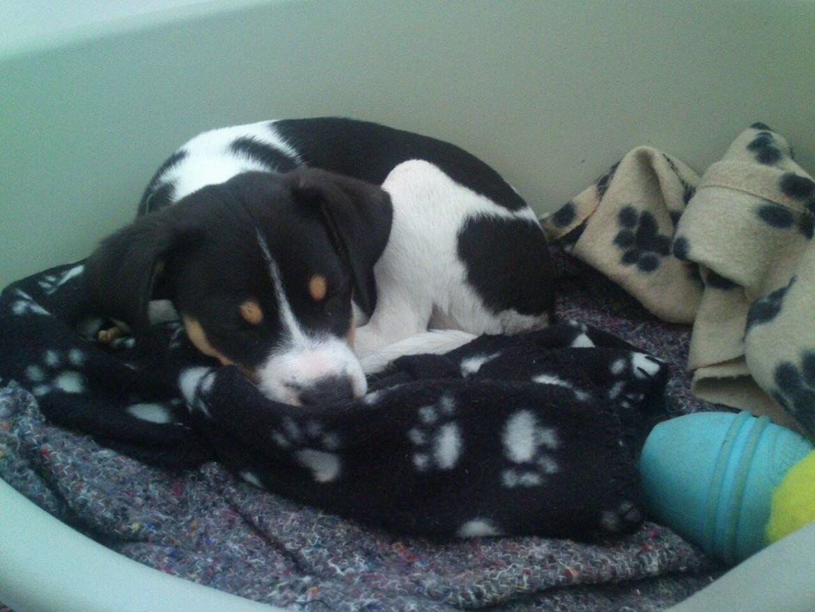 Dansk svensk gaardhund Vaks - Snork Snork... billede 8