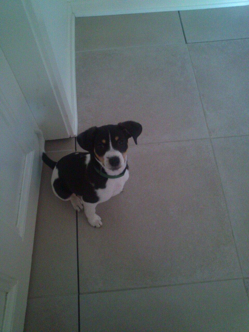 Dansk svensk gaardhund Vaks - <3 <3 <3 billede 11