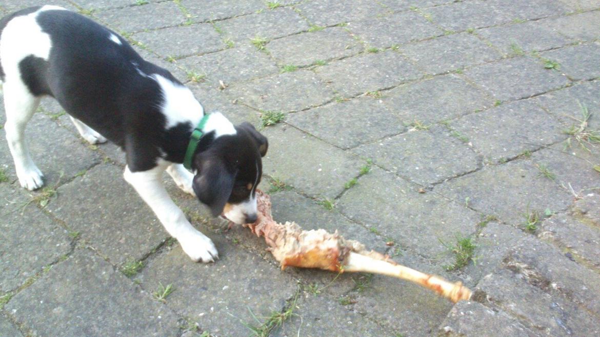 Dansk svensk gaardhund Vaks - Han er hvis mæt bagefter... billede 10