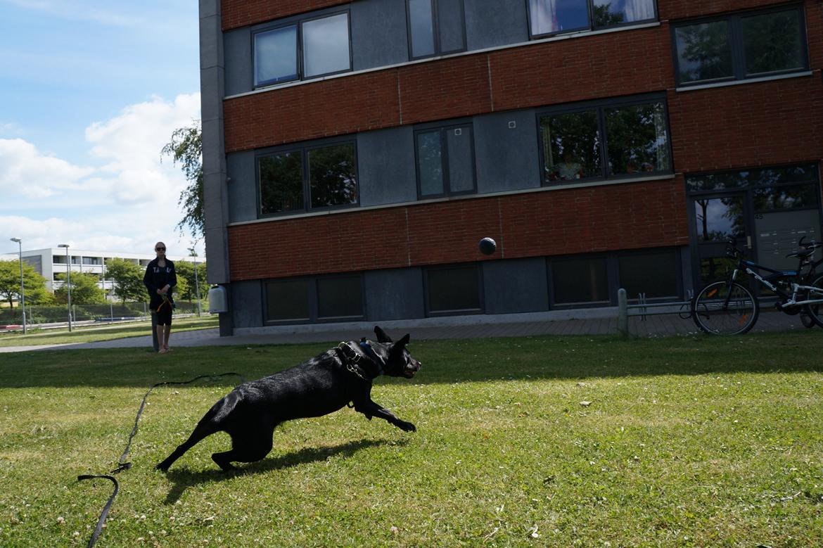Blanding af racer Lakrids - Fuld fart på!  billede 50