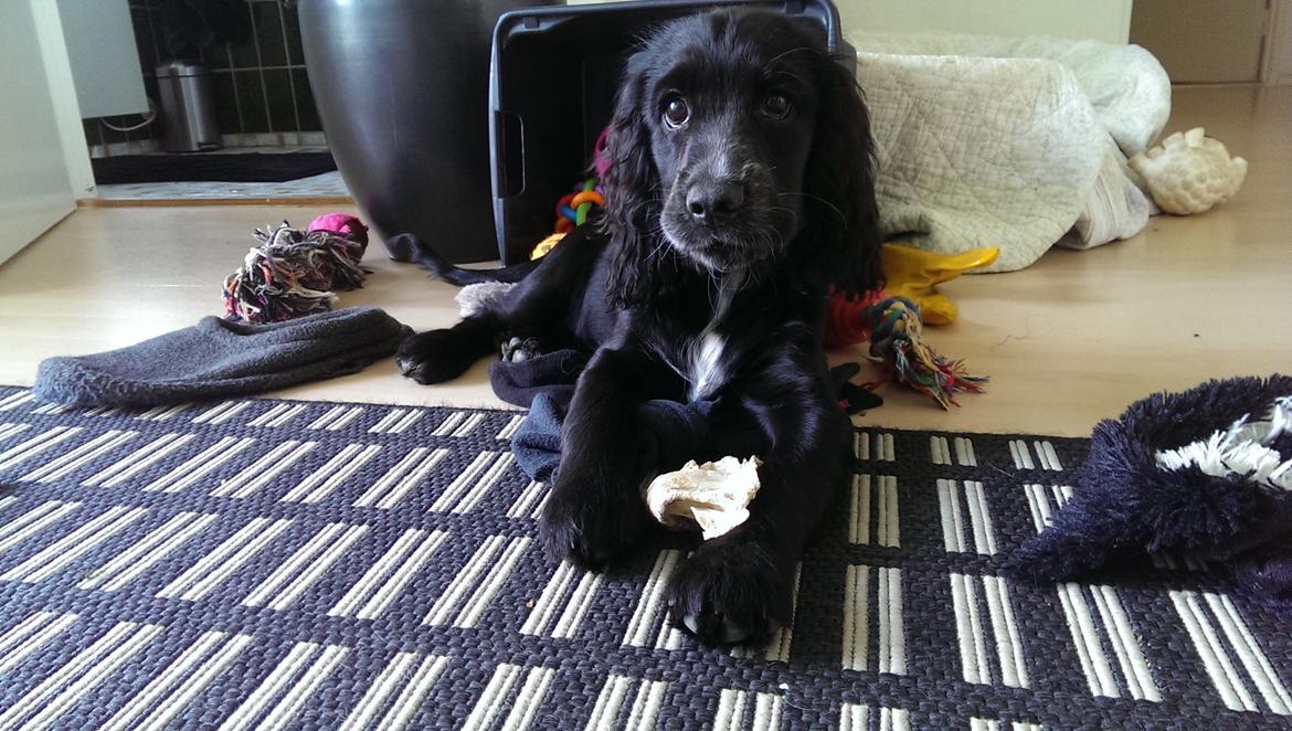 Cocker spaniel Molly billede 33