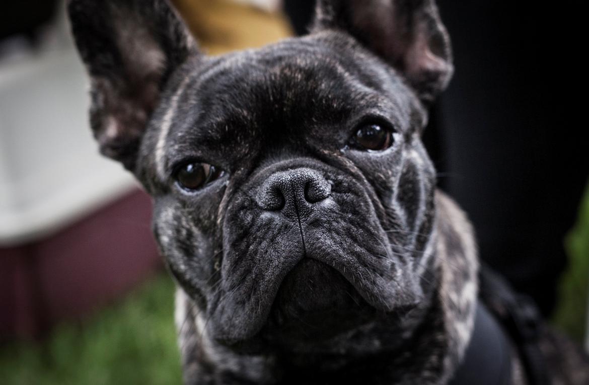 Fransk bulldog Minion *Himmelhund* billede 4