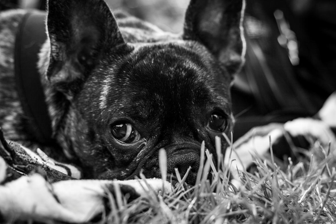 Fransk bulldog Minion  billede 3