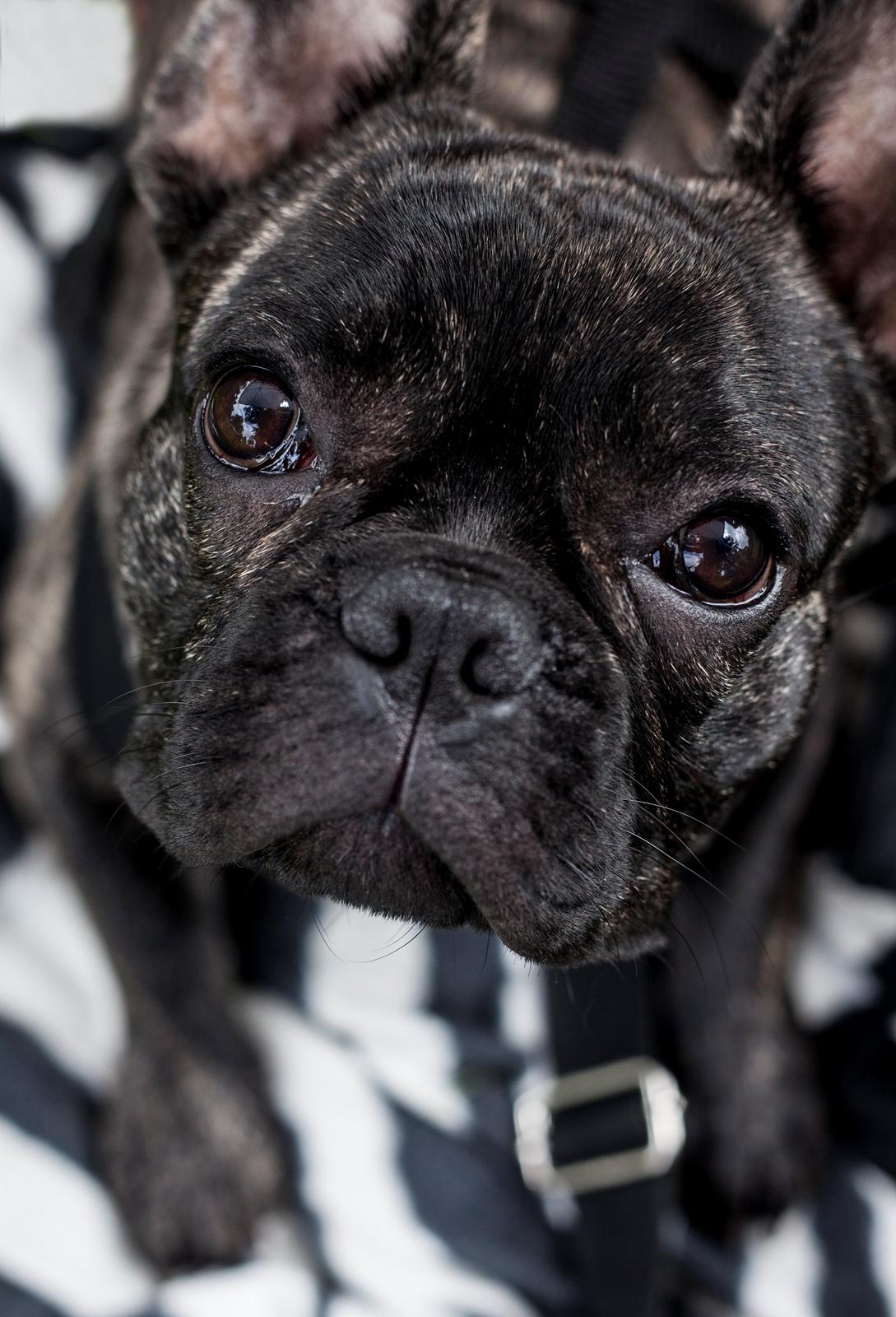 Fransk bulldog Minion *Himmelhund* billede 2