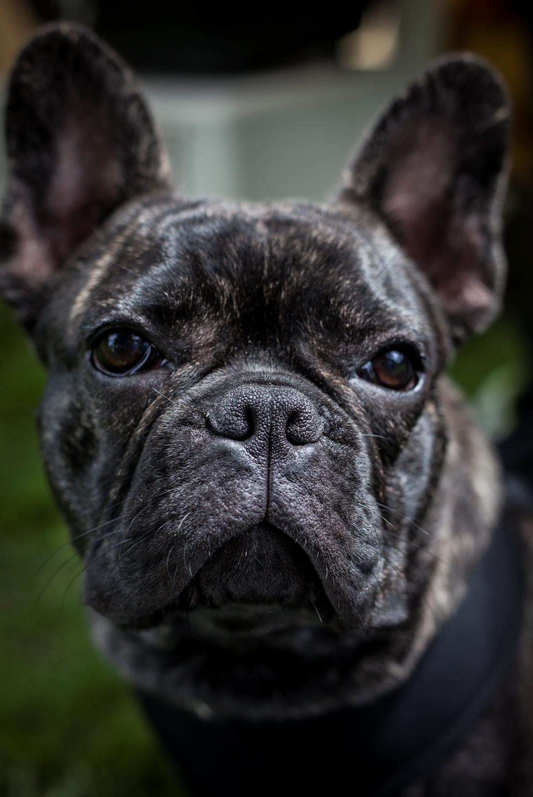 Fransk bulldog Minion *Himmelhund* billede 1