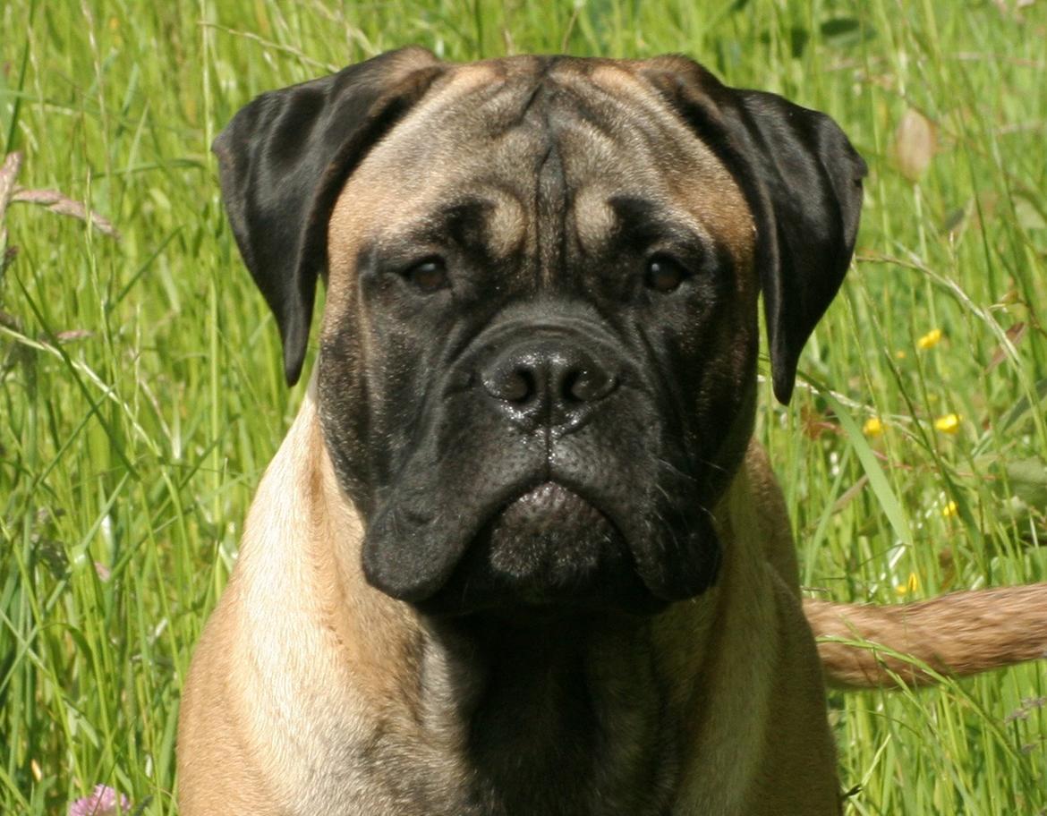 Bullmastiff Bullsaints Haress Al Dar - Barney 25 weeks old 42,1 kg <3 billede 35