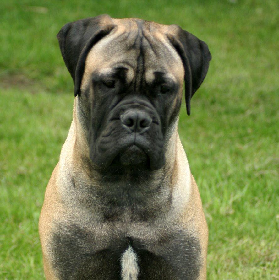 Bullmastiff Bullsaints Haress Al Dar - Barney 25 weeks old 42,1 kg <3 billede 37
