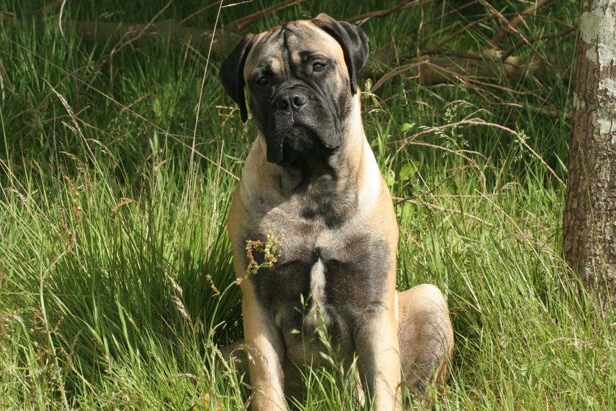 Bullmastiff Bullsaints Haress Al Dar - Barney 25 weeks old 42,1 kg <3 billede 36