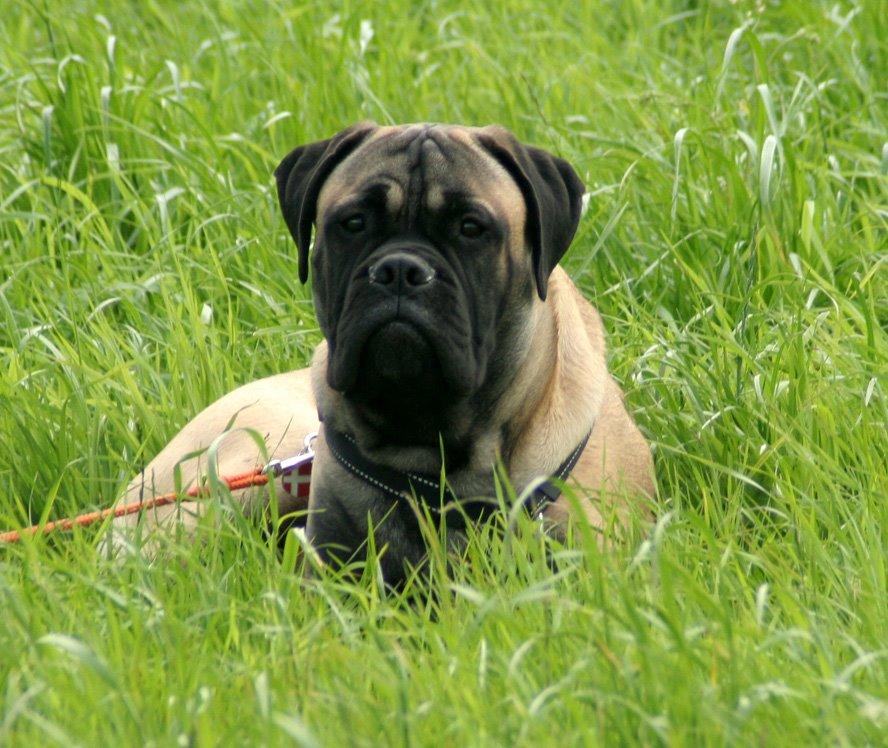 Bullmastiff Bullsaints Haress Al Dar - Barney 25 weeks old 42,1 kg <3 billede 38