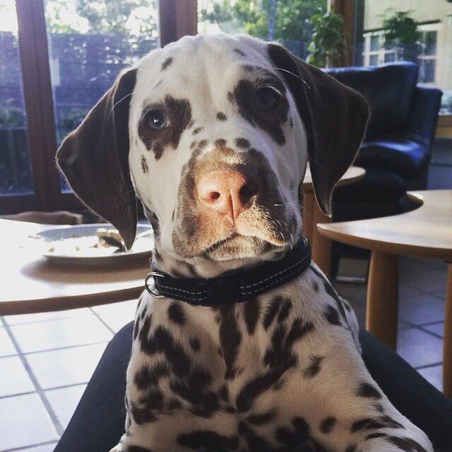 Dalmatiner Cody billede 16