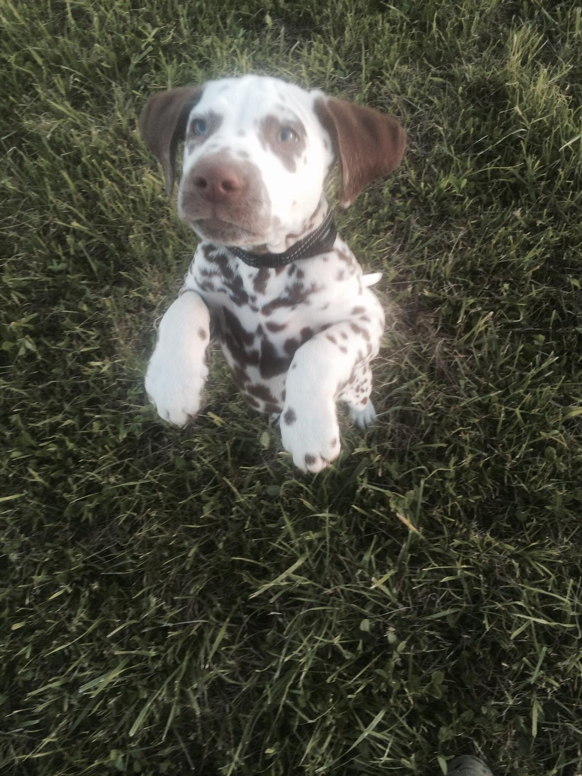 Dalmatiner Cody billede 18