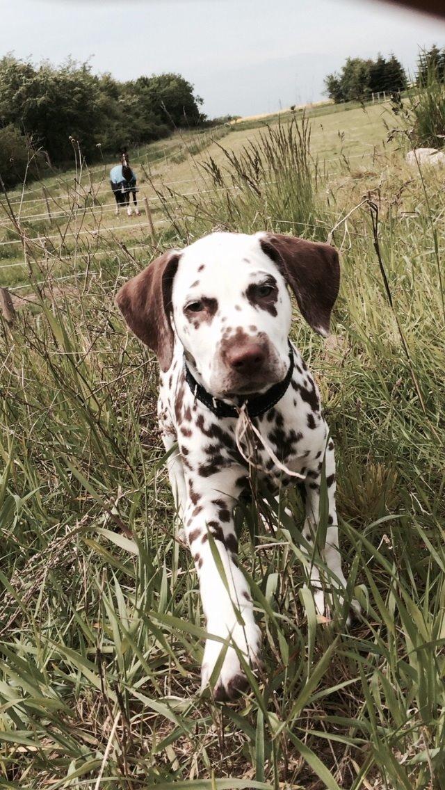 Dalmatiner Cody billede 17