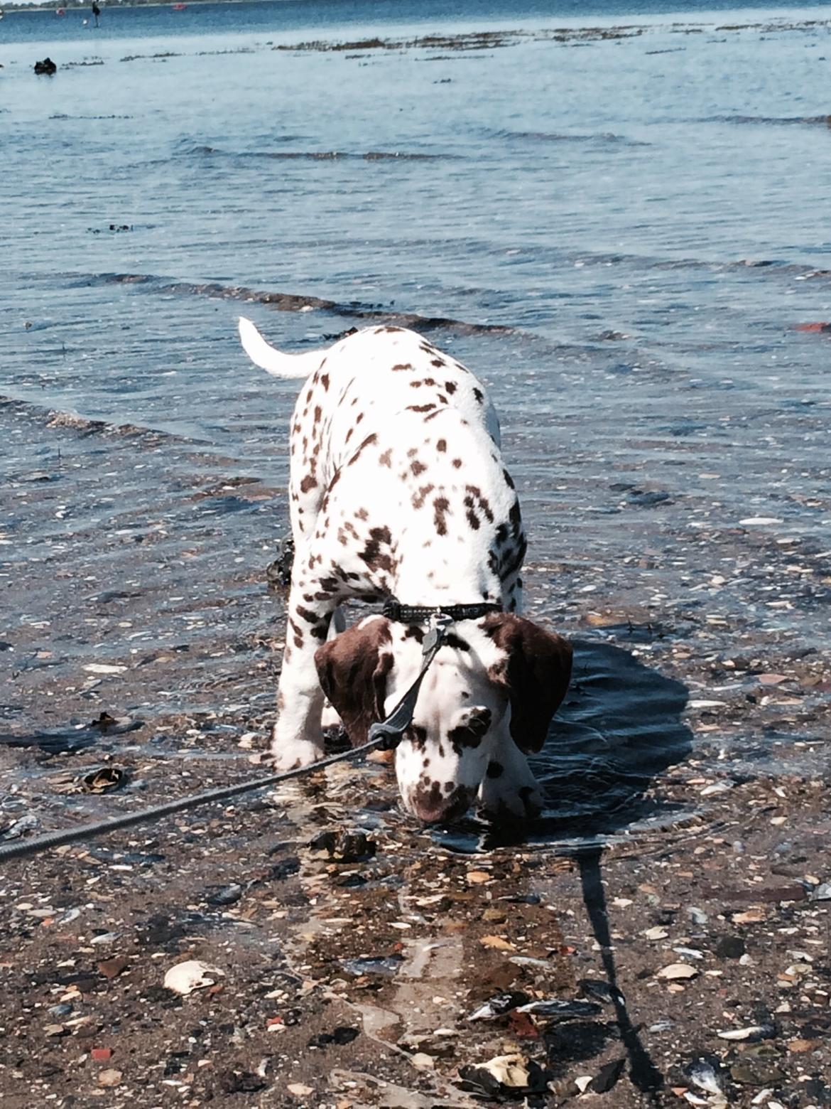 Dalmatiner Cody billede 20