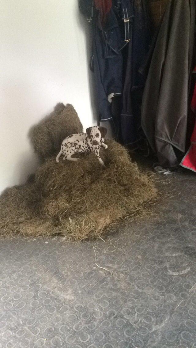 Dalmatiner Cody billede 24