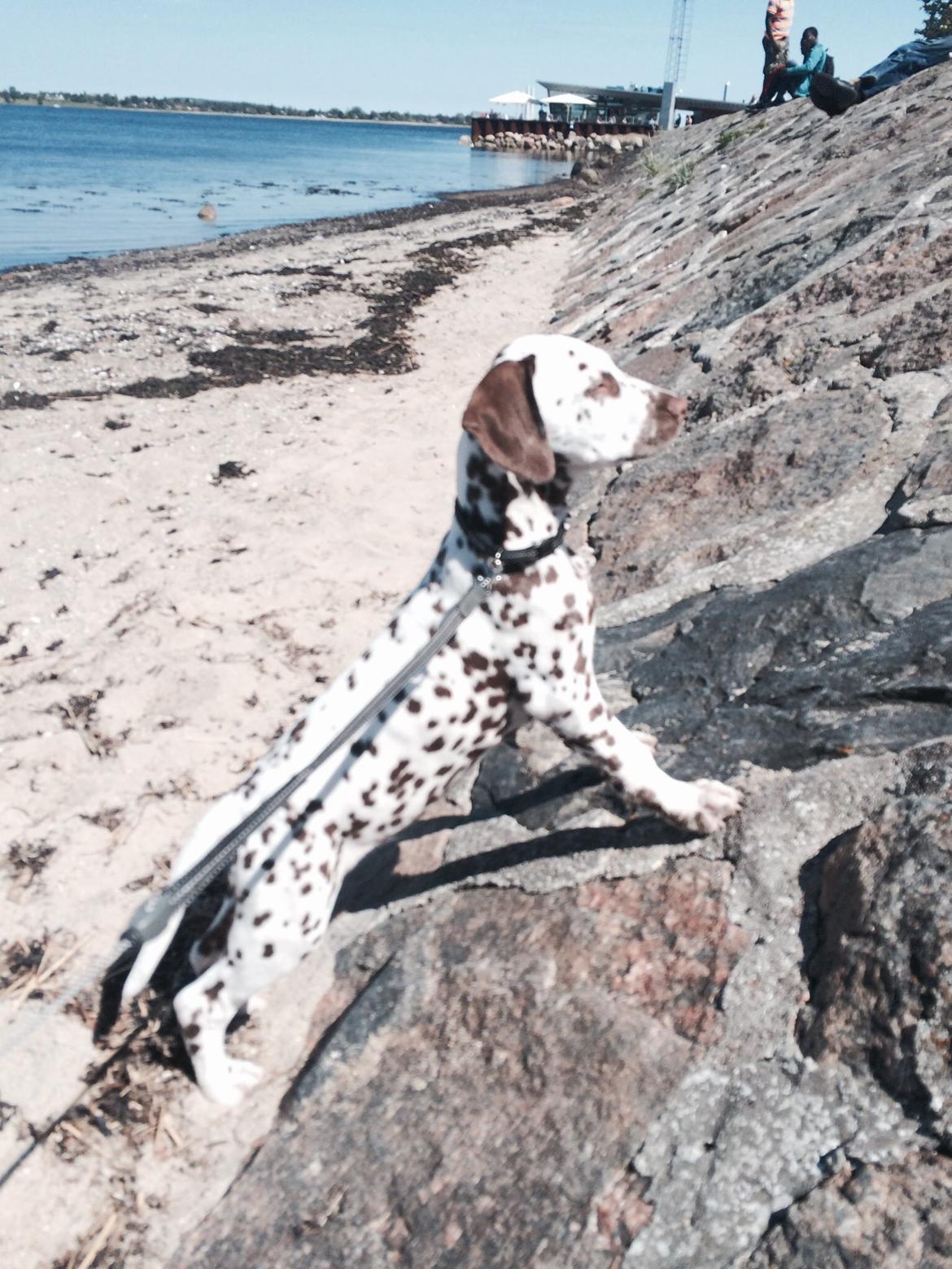 Dalmatiner Cody billede 21