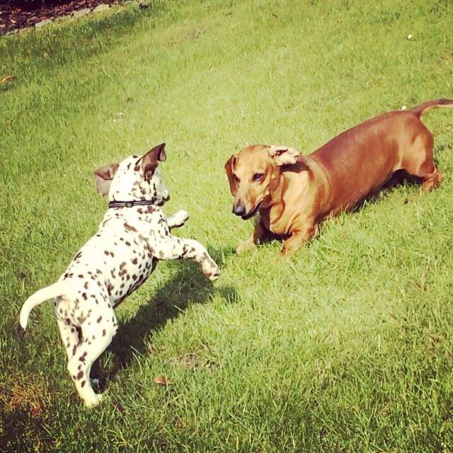 Gravhund Bauer billede 9