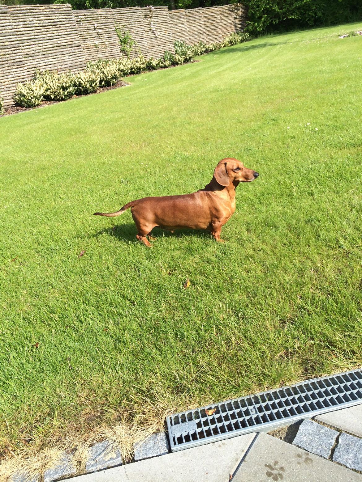 Gravhund Bauer billede 8