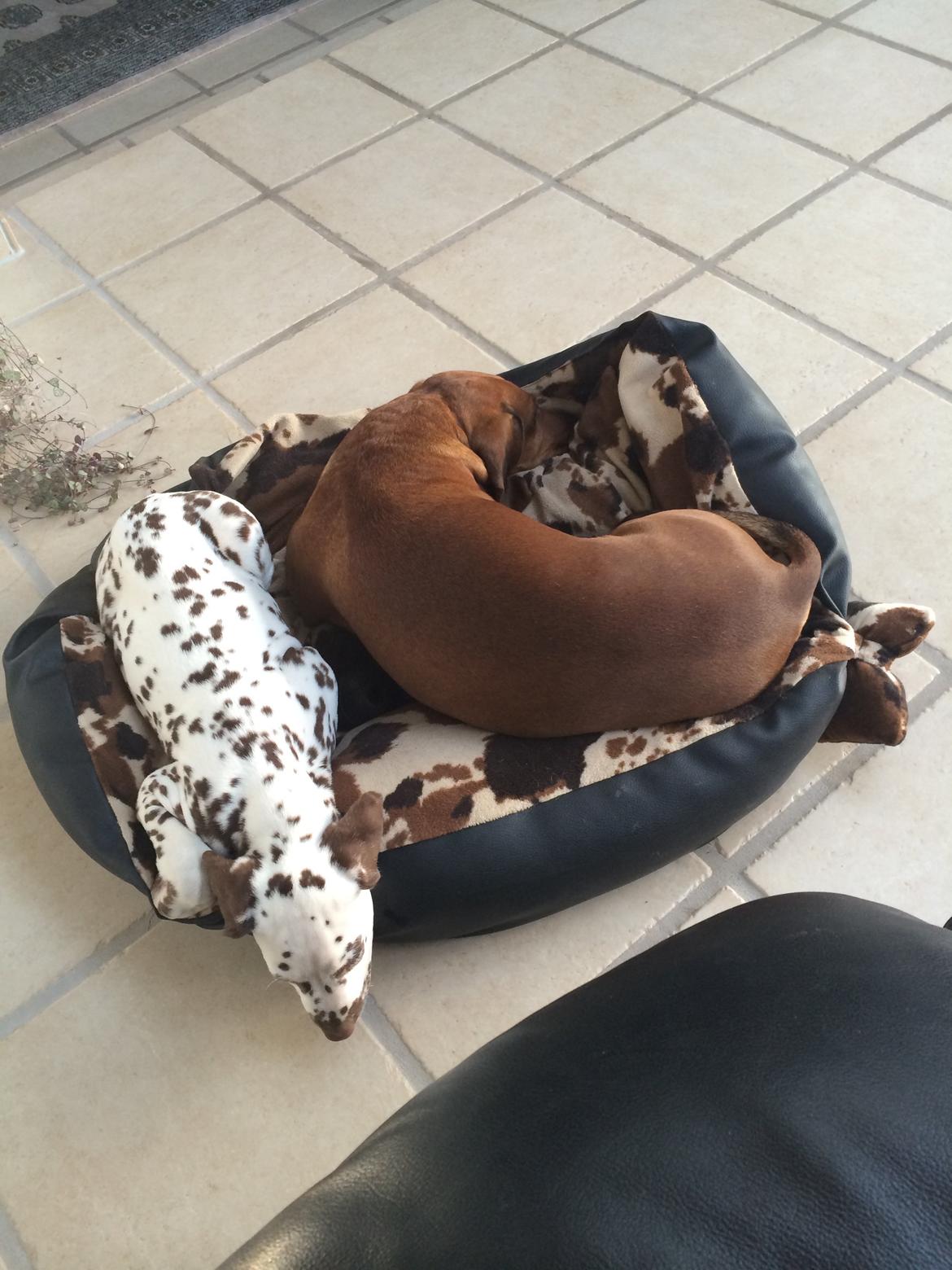 Gravhund Bauer billede 11