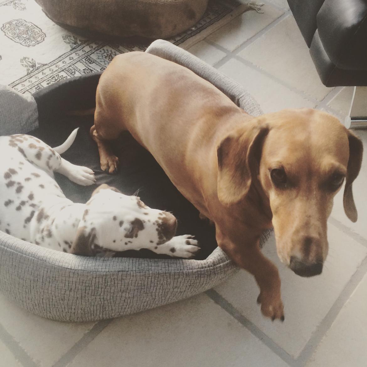 Gravhund Bauer billede 10