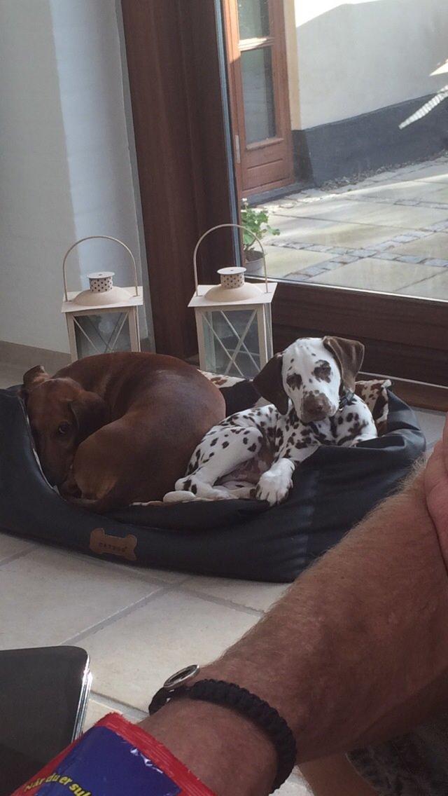 Gravhund Bauer billede 13