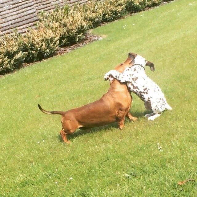 Gravhund Bauer billede 12