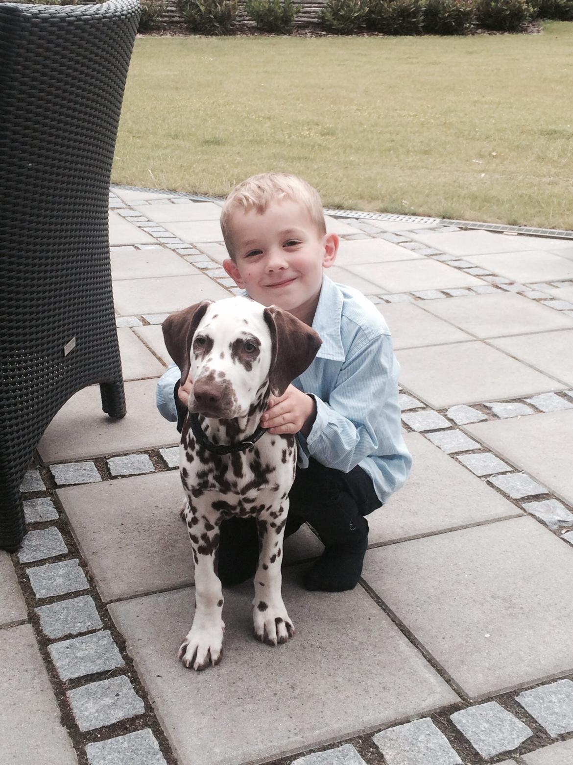 Dalmatiner Cody billede 25