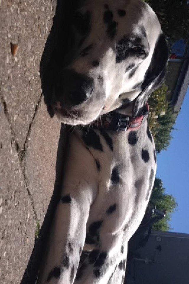 Dalmatiner Mindy billede 11