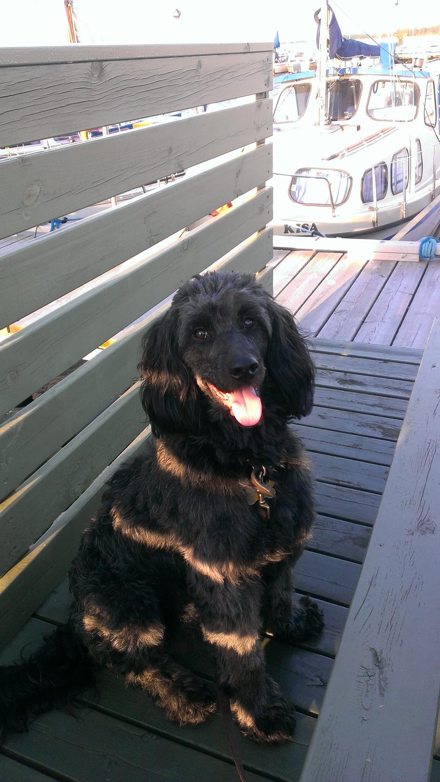 Blanding af racer Sandy Hawaii (F1 Sproodle) billede 12