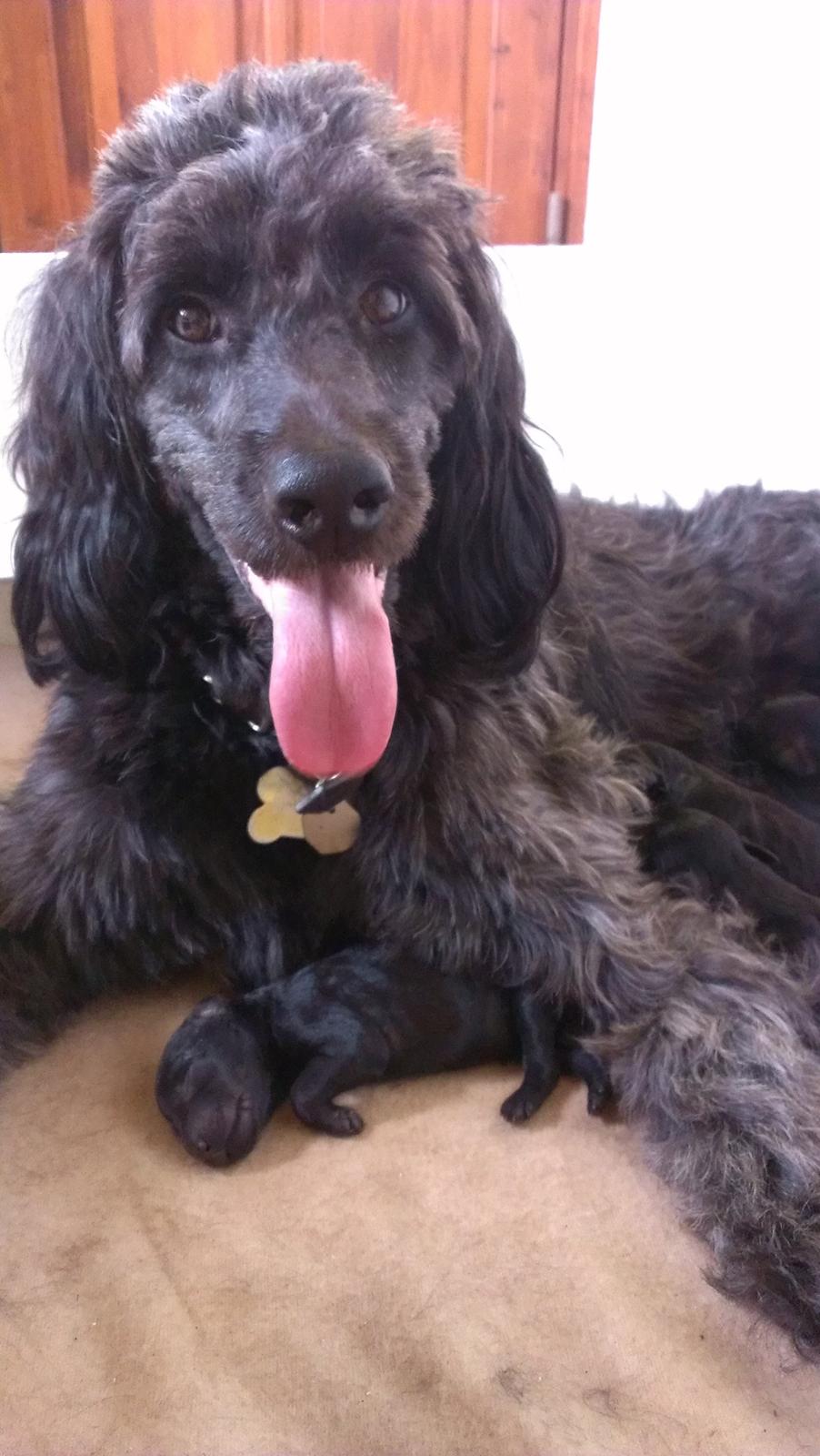 Blanding af racer Sandy Hawaii (F1 Sproodle) billede 1