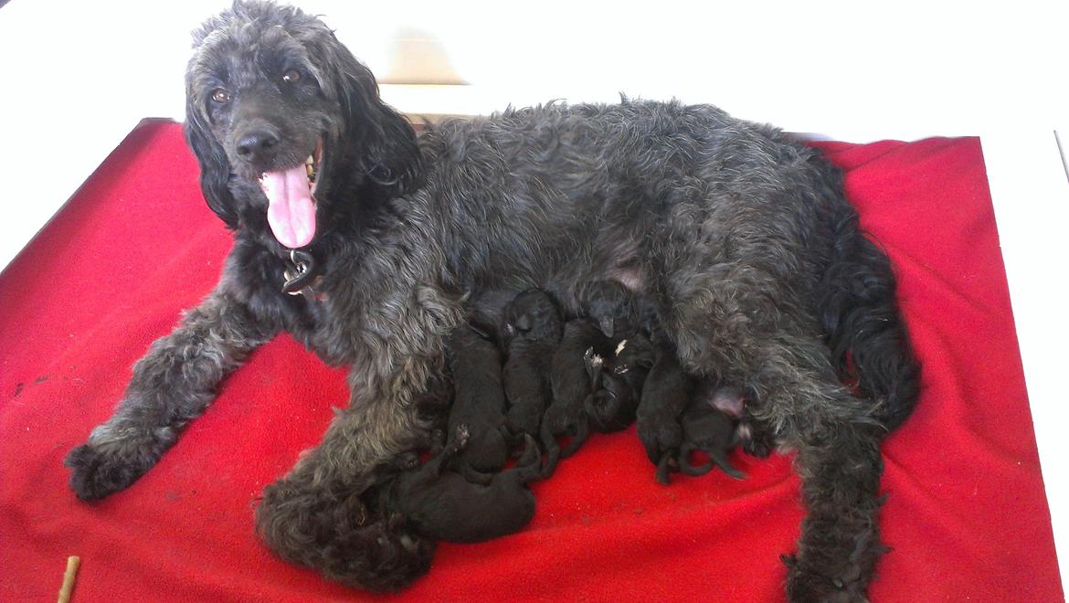 Blanding af racer Sandy Hawaii (F1 Sproodle) billede 9