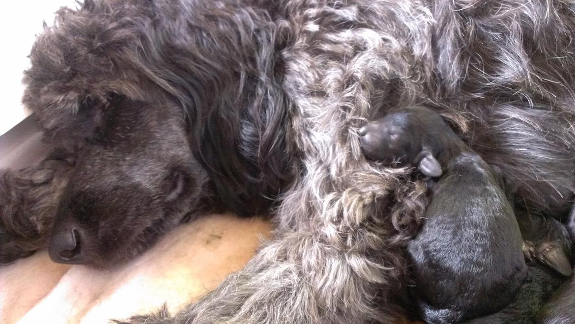 Blanding af racer Sandy Hawaii (F1 Sproodle) billede 8