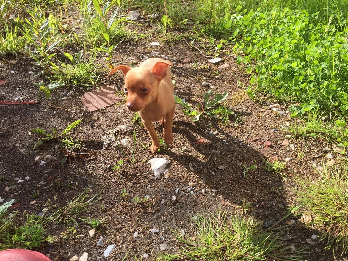 Prazsky krysarik Mimmi billede 1