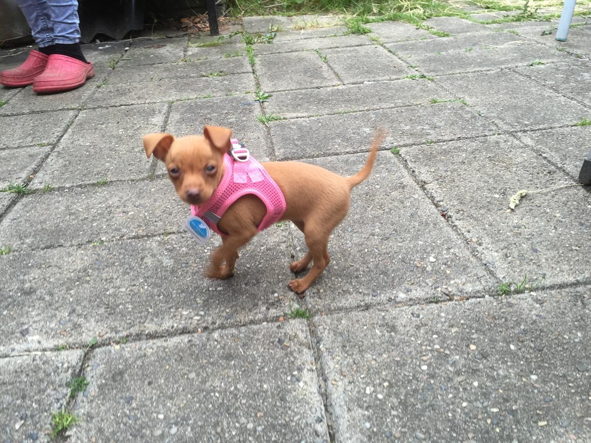 Prazsky krysarik Mimmi billede 3