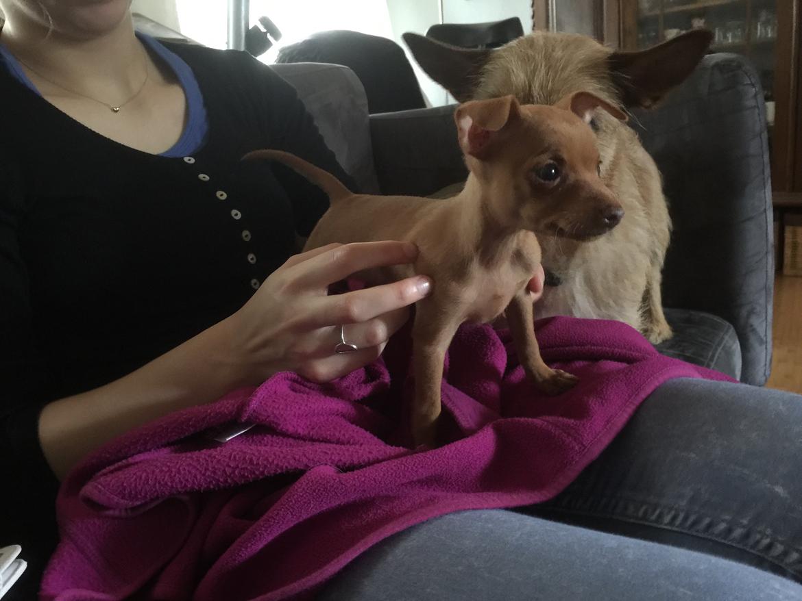 Prazsky krysarik Mimmi billede 2