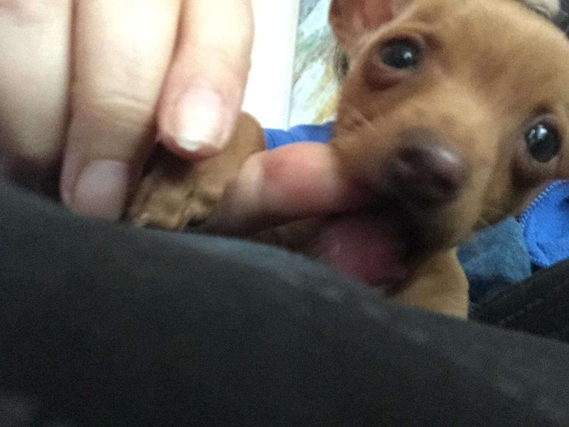 Prazsky krysarik Mimmi billede 5