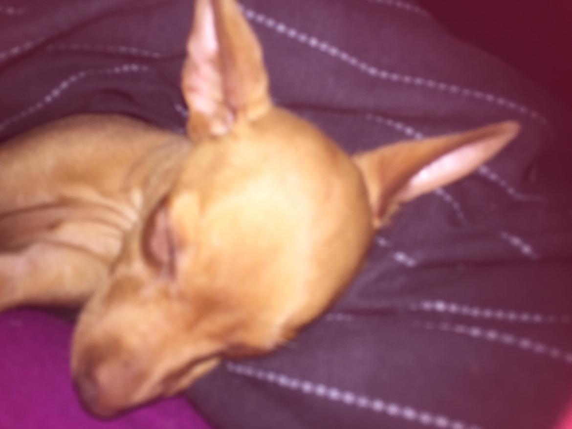 Prazsky krysarik Mimmi billede 6