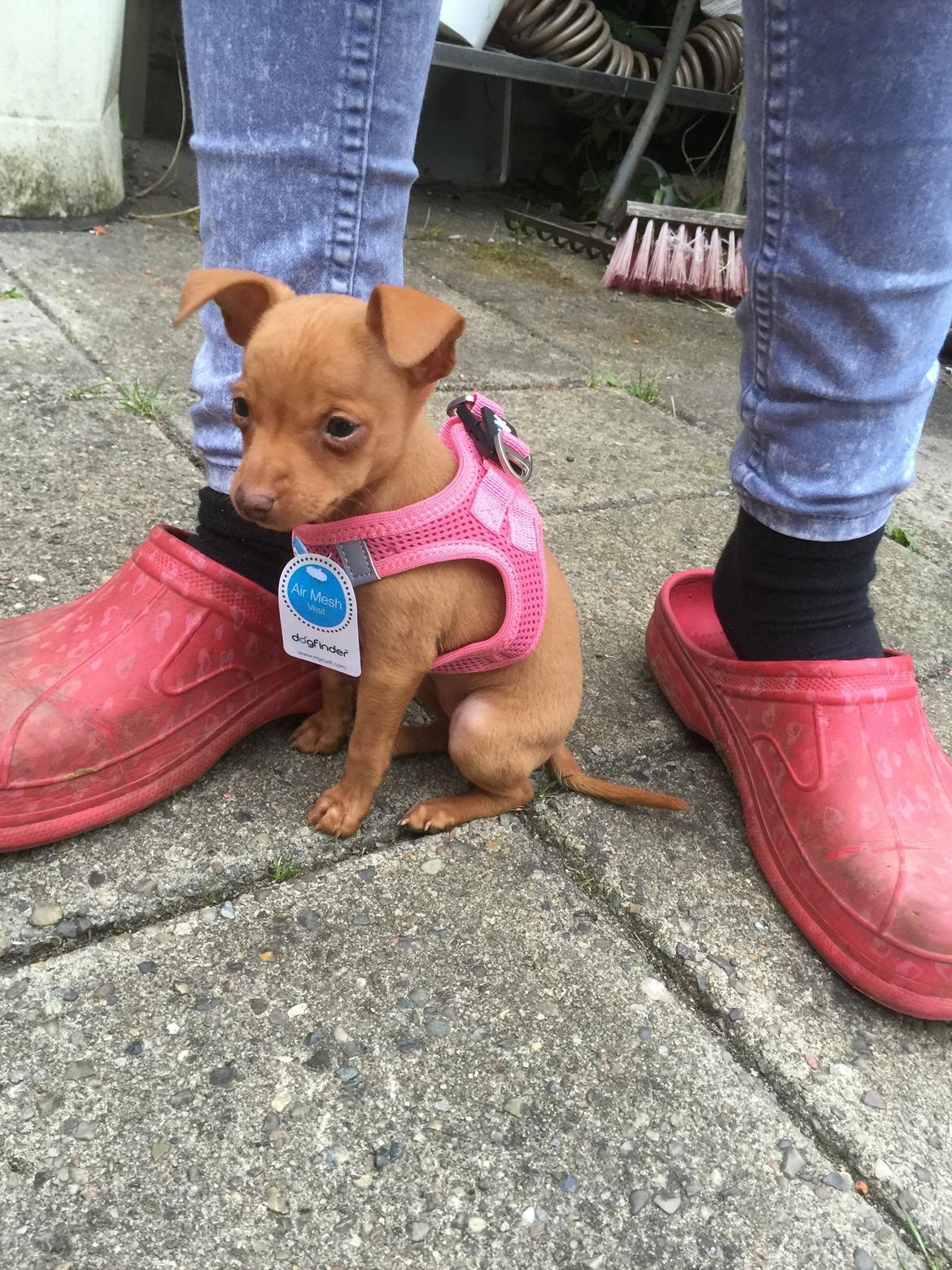 Prazsky krysarik Mimmi billede 4