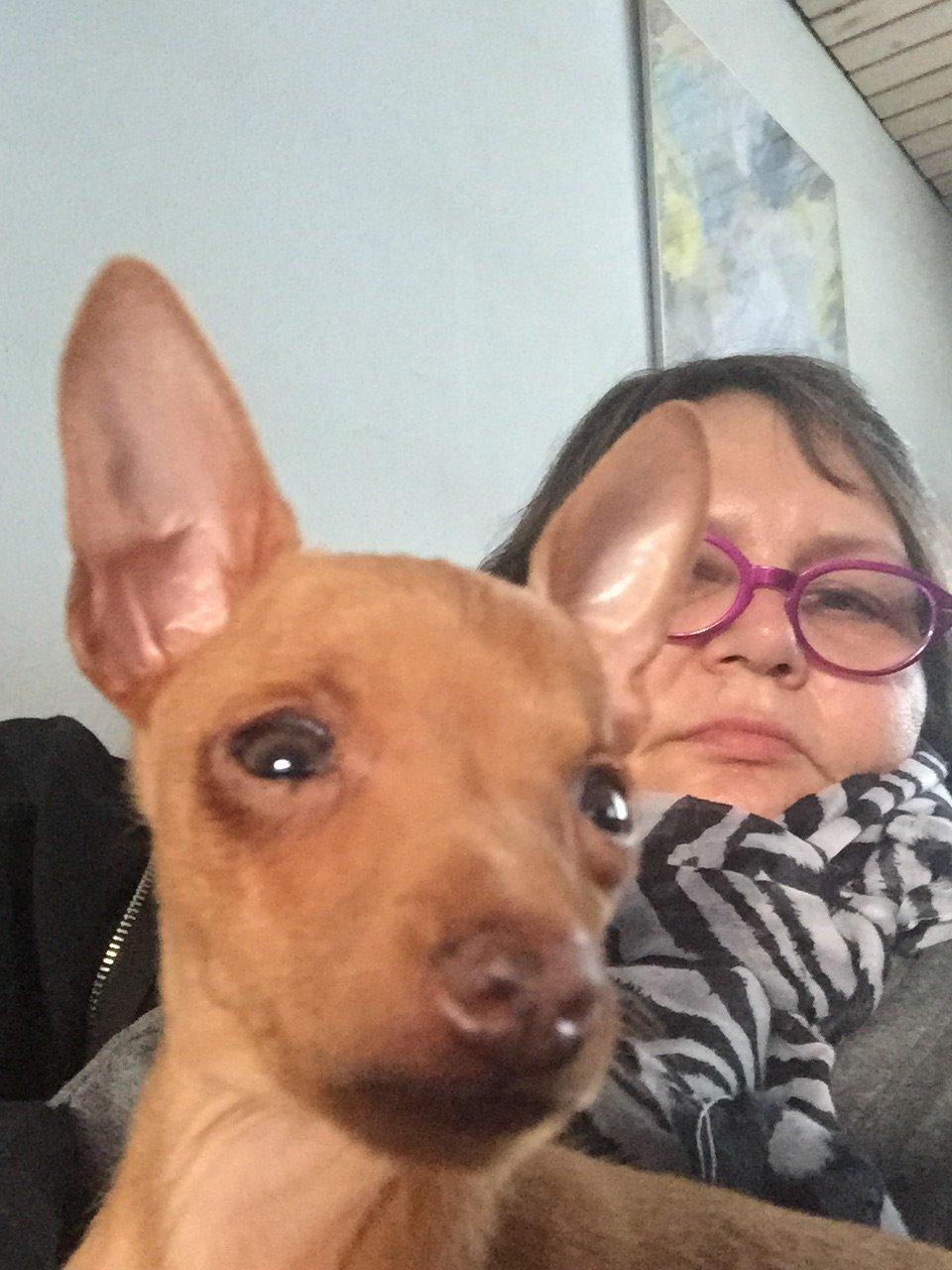 Prazsky krysarik Mimmi billede 8