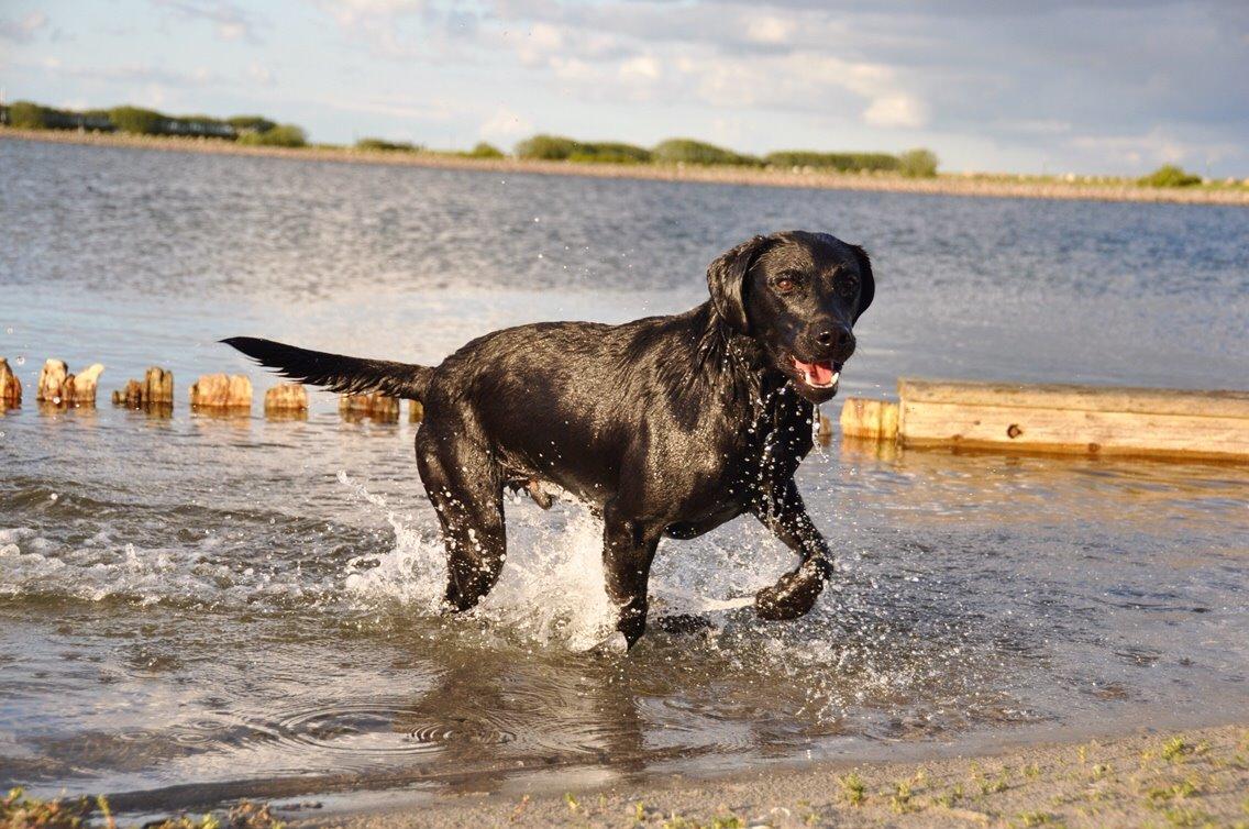 Labrador retriever Junior billede 30