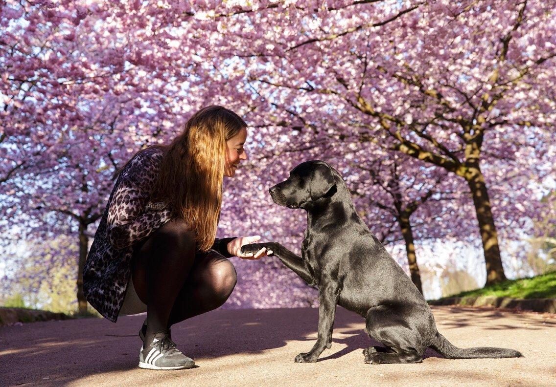 Labrador retriever Junior billede 35