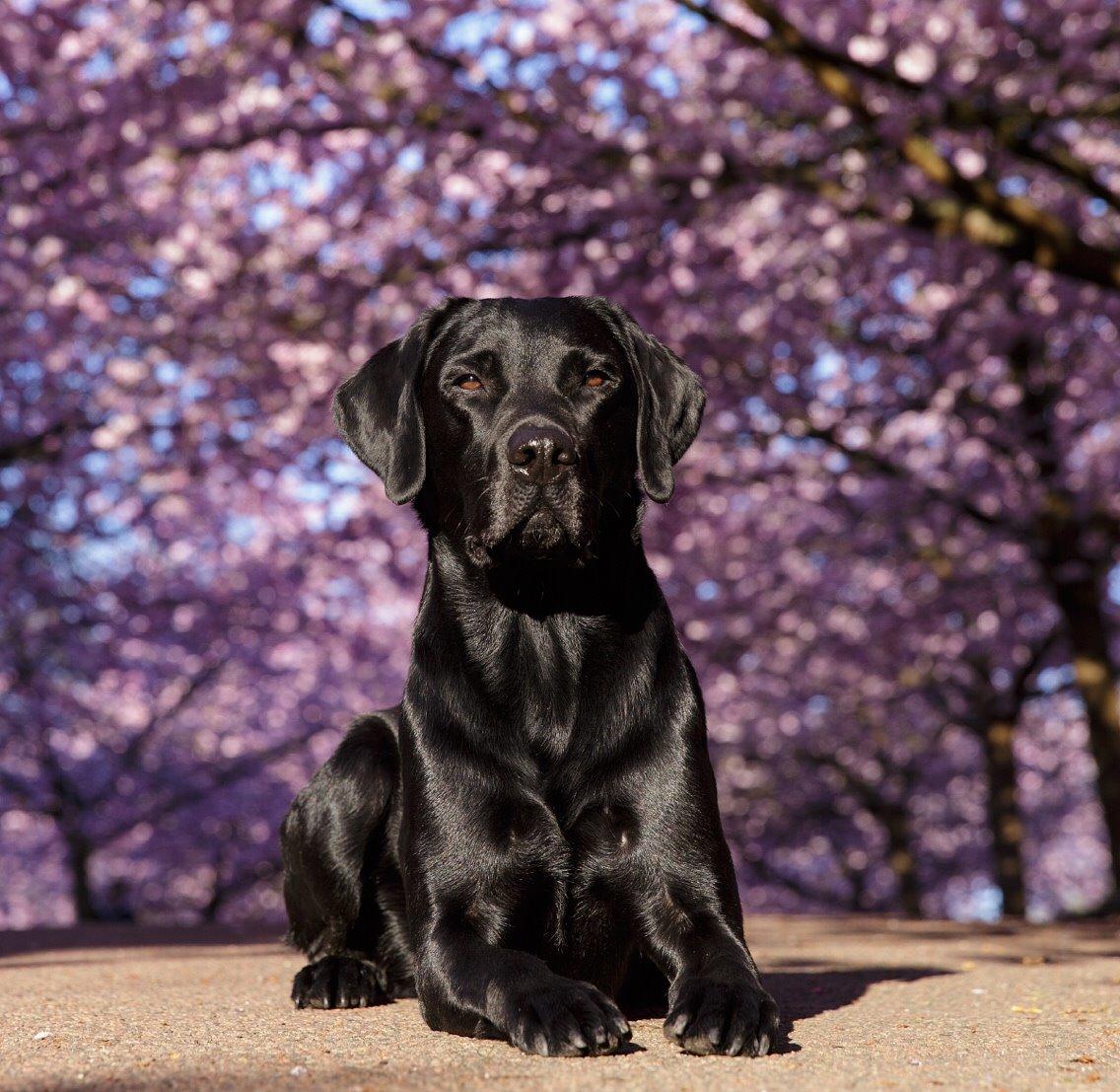 Labrador retriever Junior billede 39